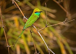 Lesser Green Bee-eater