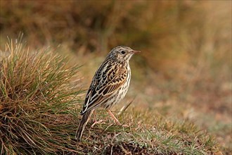 Correndera Pipit