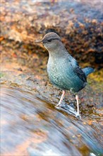 Grey White-throated Dipper