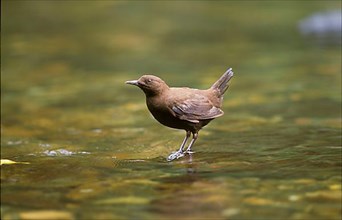 River brown dipper