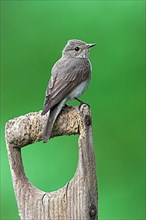 Adult spotted flycatcher