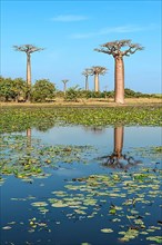 Baobab trees reflected in the water