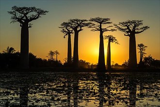 Baobab trees reflected in the water at sunset