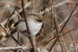 Chinese Fulvetta