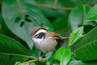 White-browed Fulvetta