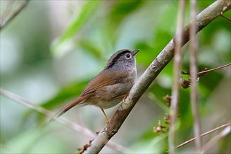Mountain Fulvetta