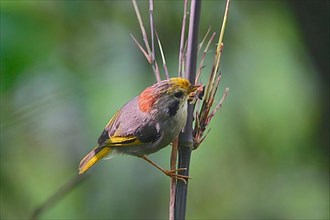 Golden-fronted fulvetta