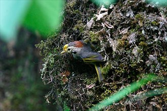 Adult Golden-fronted Fulvetta