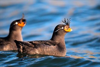 Crested auklet