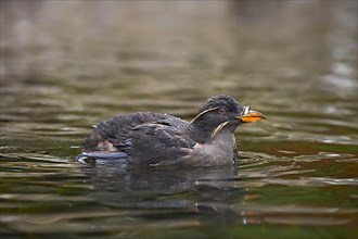 Rhinoceros Auklet