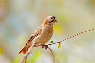 Speckle-fronted Weaver adult