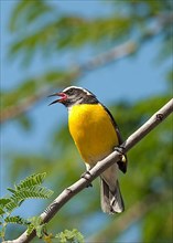 Yellow-breasted sugarbird