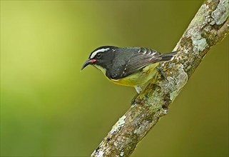 Yellow-breasted sugarbird