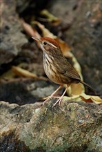 Stripe-breasted Babbler