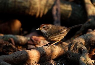 Stripe-breasted Babbler