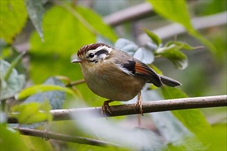 Rufous-winged Fulvetta