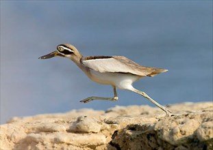 Greater great stone-curlew