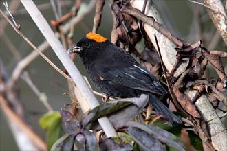 Gold-naped Finch