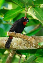 Red-vented Bullfinch