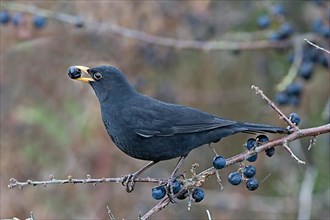 Blackbird