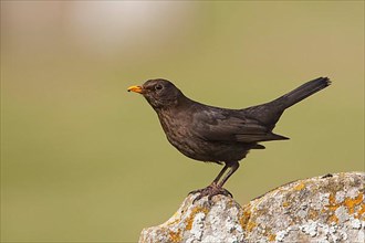 European Blackbird