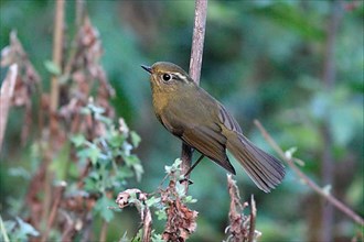 White-browed Bush-robin