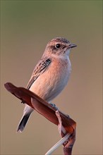 Siberian Stonechat