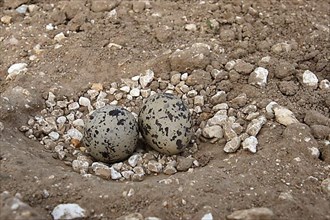 Nest and two eggs of Eurasian stone curlew