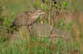Spotted spotted thick-knee