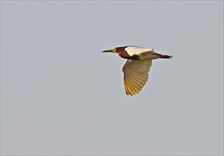 Chinese chinese pond heron