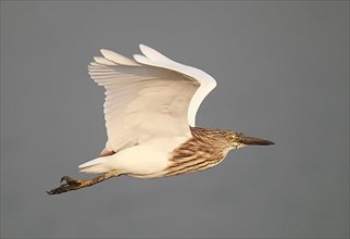Chinese Pond-heron