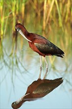 Glossy glossy ibis