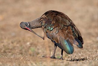 Hadada hadada ibis