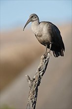 Hadada hadada ibis