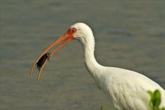 White american white ibis
