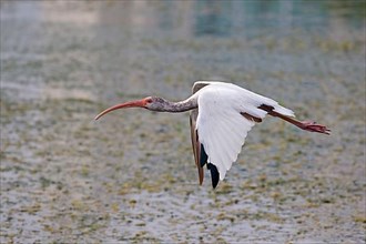 American white american white ibis