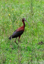 Adult White-faced white-faced ibis