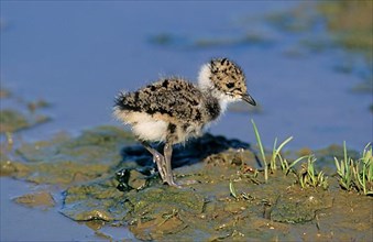 Northern northern lapwing