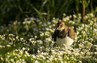 Lapwing
