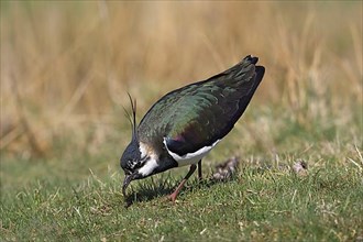 Giant northern lapwing