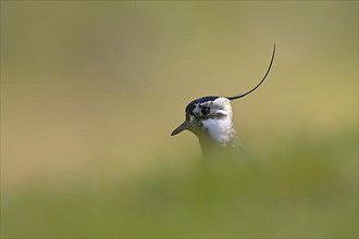 Giant northern lapwing