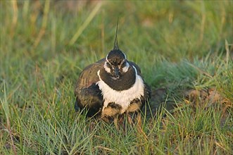 Adult Northern northern lapwing