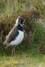Northern northern lapwings