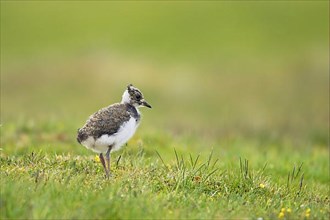 Northern Lapwing