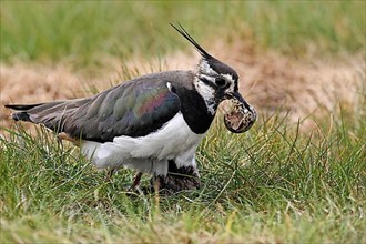 Northern northern lapwing