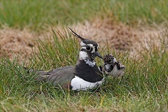 Northern northern lapwing