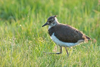 Northern Lapwing