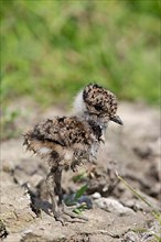 Northern northern lapwings