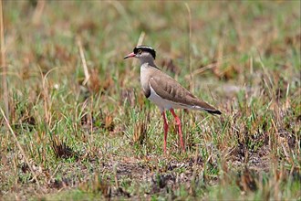 Adult crowned lapwing