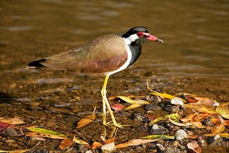 Red-wattled lapwing